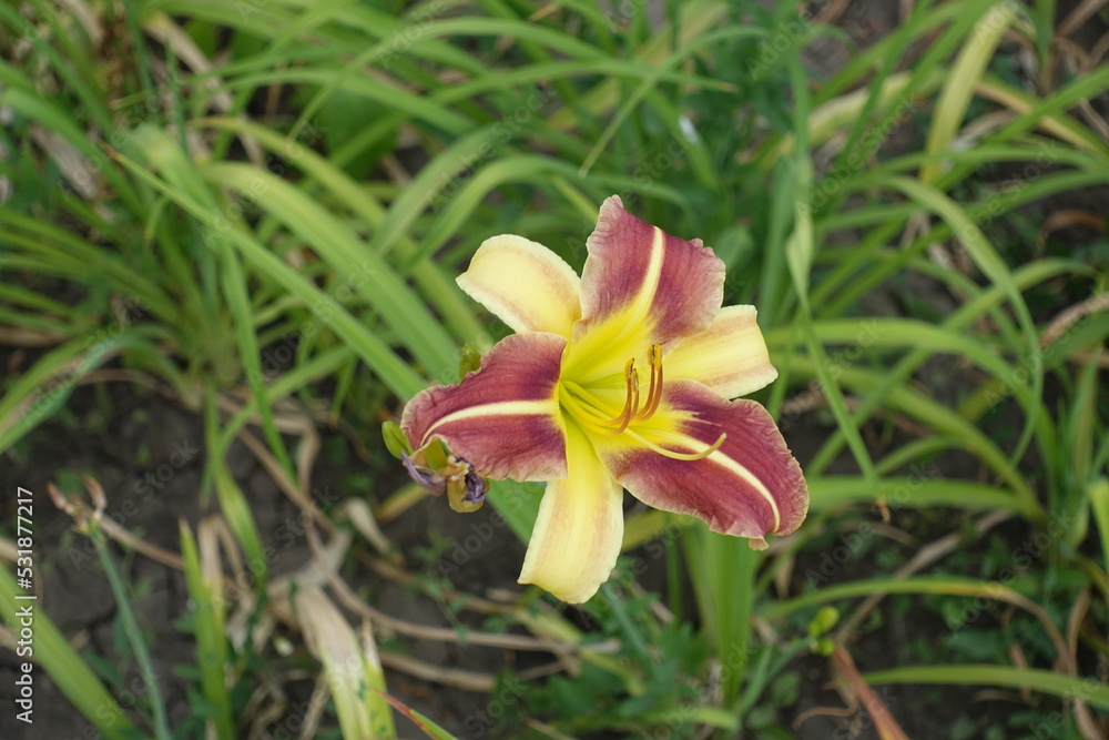 One pale yellow and red flower of Hemerocallis fulva in mid July One pale yellow and red flower of Hemerocallis fulva in mid July