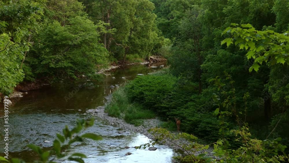 A White Tailed Dee on the bank of small river flowing through a lush forest A White Tailed Dee on the bank of small river flowing through a lush forest