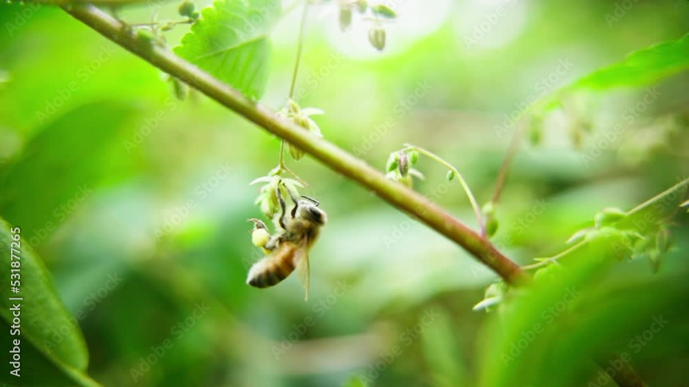 Slow motion Close up honey bee collecting pollen on flower outdoor Slow motion Close up honey bee collecting pollen on flower outdoor