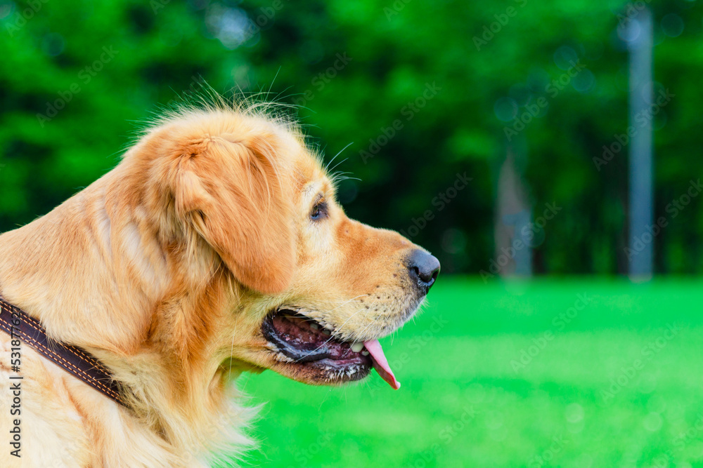 Beautiful Dog Golden Retriever Profile head on garden park in sunlight green nature. Park garden with pet.Side view.Closeup. Beautiful Dog Golden Retriever Profile head on garden park in sunlight green nature. Park garden with pet.Side view.Closeup.