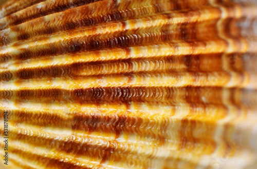 Orange seashell macro