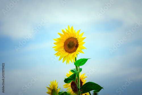 Alone Sunflower with a honey bee with a blue cloudy sky on the background. Selective focus.Copy space.