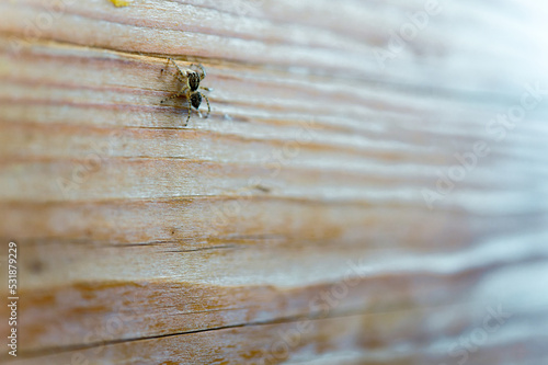 Spider on the wood wall