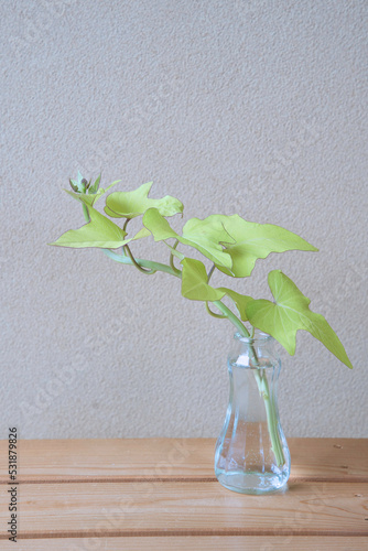 観葉植物　水差し　縦位置