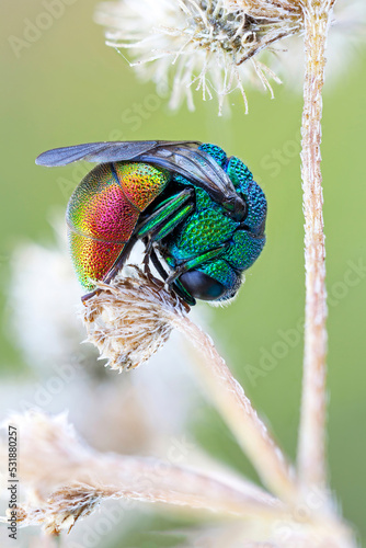 Prostrated cuckoo wasp sleeping on the tip of a branch. Red yellow pink green metallic colors. very thiny wasp.