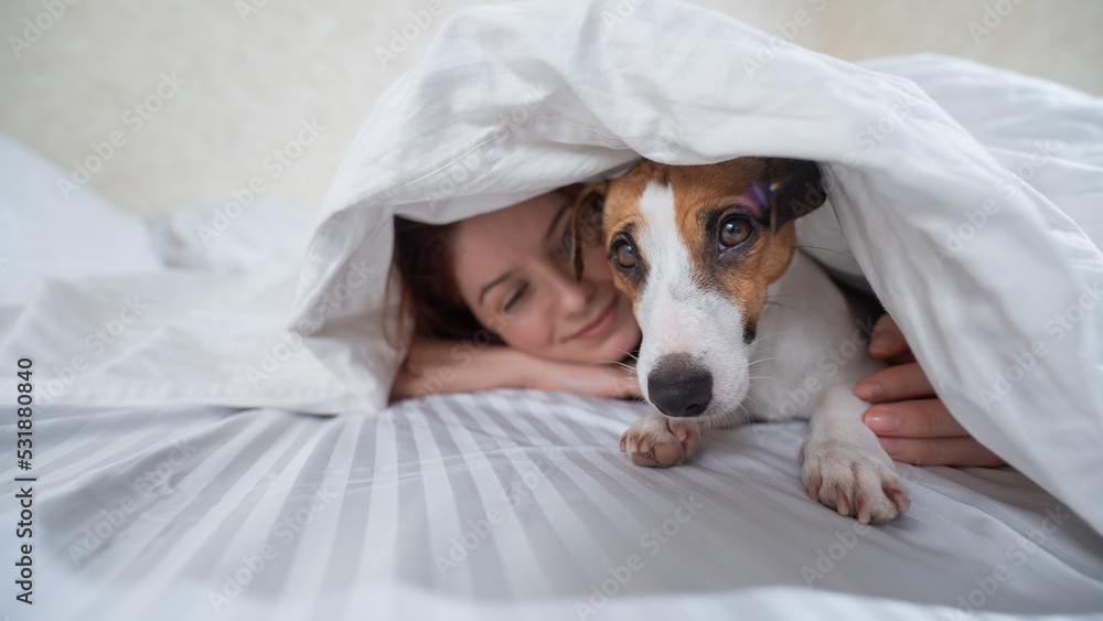 Dog Jack Russell Terrier lies with the owner under a blanket.