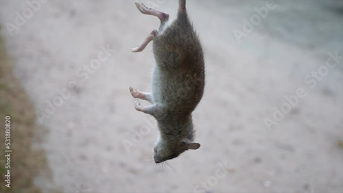 Dead rat hanging by the tail photo