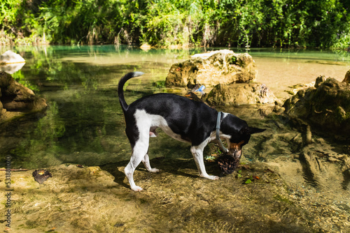 Dog Having fun playing in river in Sillans-la-Cascade, France