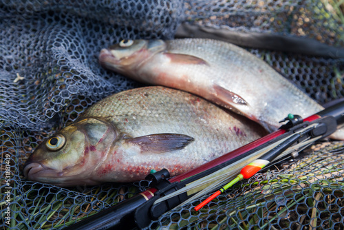 Two big freshwater common bream commonly known as Abramis Brama with float rod on black fishing net..