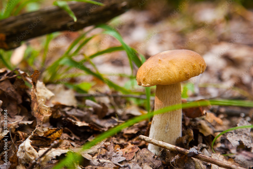 Boletus mushroom in the wild. Porcini mushroom grows on the forest floor at autumn season.. Boletus mushroom in the wild. Porcini mushroom grows on the forest floor at autumn season..