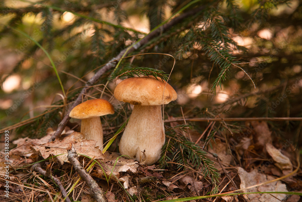 Two porcini mushrooms growing in pine tree forest at autumn season.. Two porcini mushrooms growing in pine tree forest at autumn season..