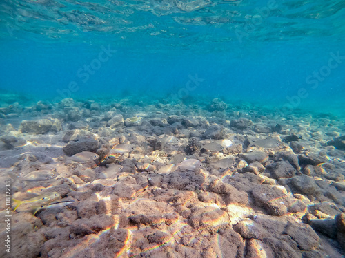 Shoal of Sargos or White Seabream swimming at the coral reef in the Red Sea, Egypt..