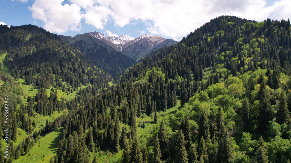 The high mountains are covered with green forest. Snow peaks are visible in the distance. Coniferous trees grow on the hills. Lots of green grass. A beautiful gorge. White clouds in a blue sky. Drone