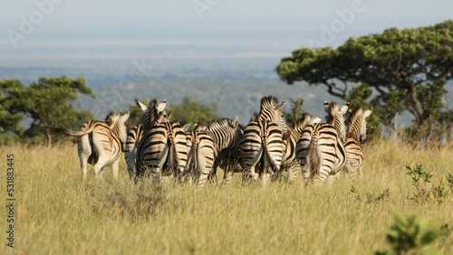 Herd of zebras in a savannah under the bright sunlight
