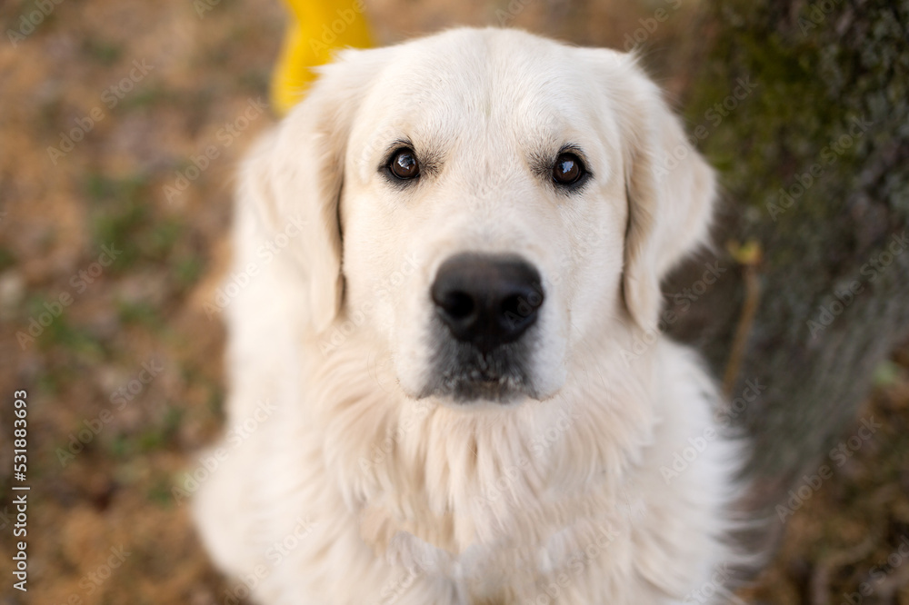 White Labrador golden retriever retriever looks into the camera