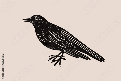 Engraving impression of black cuckoo. Forest bird in style of screen printing. Element for design of postcards, books, packaging. Vector illustration on light isolated background. photo