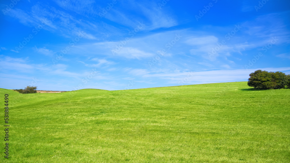 green meadow with a blue sky
