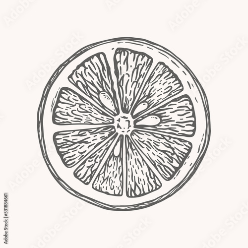 Hand-drawn section of citrus in engraving style. Sliced fruit. Design element for markets, shops, cafes, restaurants and packaging. Vector illustration on a light background.