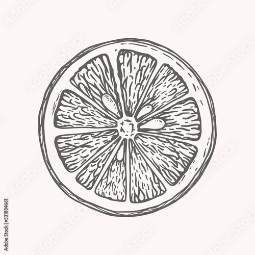 Hand-drawn section of citrus in engraving style. Sliced fruit. Design element for markets, shops, cafes, restaurants and packaging. Vector illustration on a light background.