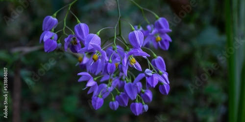 Closeup shot of solanum seaforthianum flowers photo