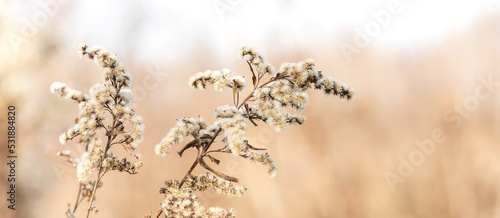 Macro view wild plant with fluffy flowers. Autumn, fall nature background. shallow depth of field © besjunior