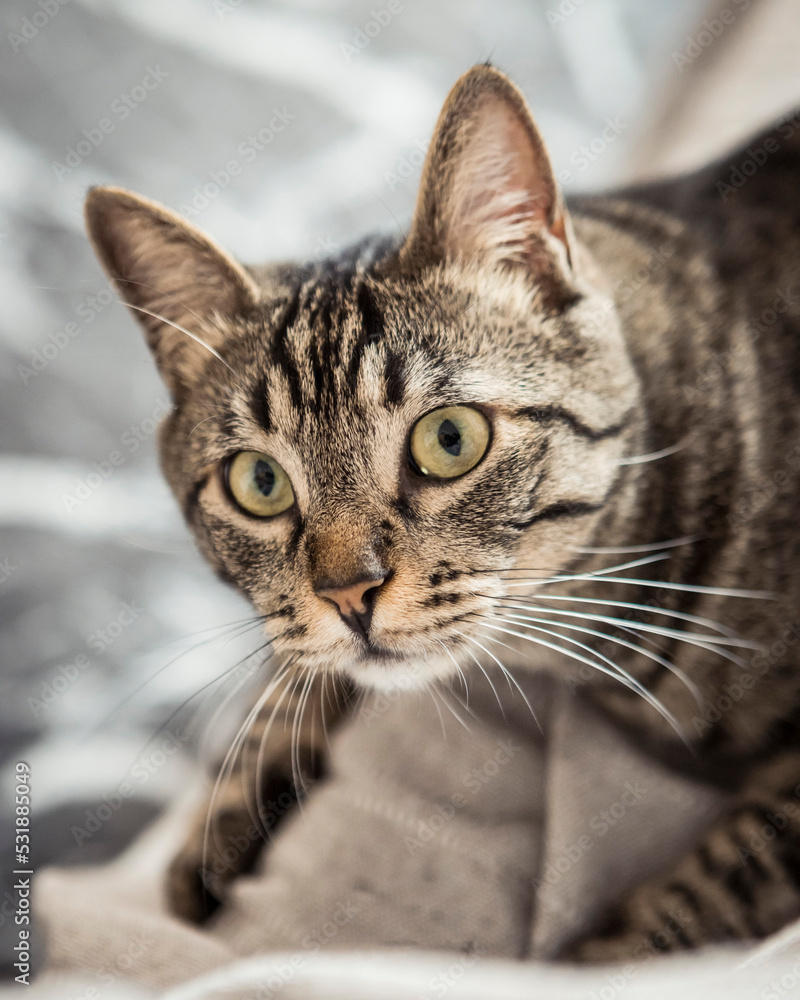 portrait of a domestic cat at home portrait of a domestic cat at home