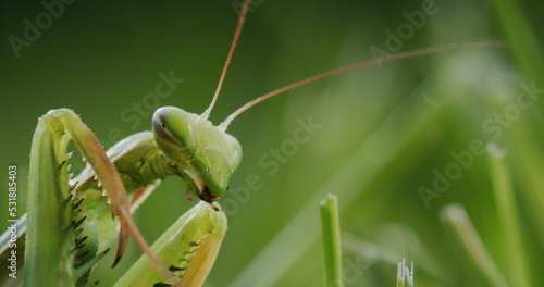 Close-up of a praying mantis - a predatory insect. Cleans his paws