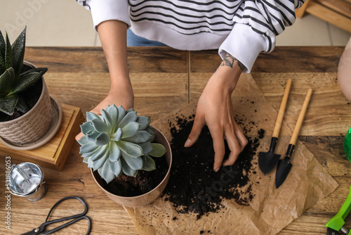 Billede på lærred Woman transplanting succulent plant at home