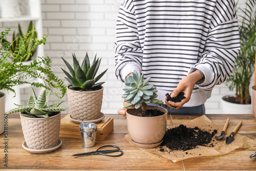 Woman transplanting succulent plant at home