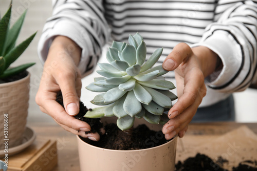 Принти на полотні Woman transplanting succulent plant at home, closeup