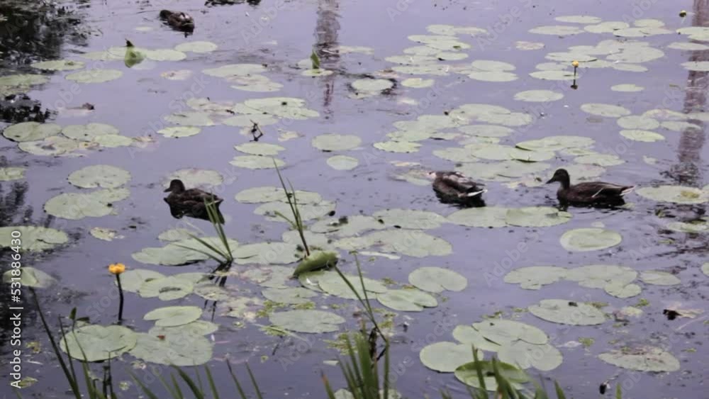 group of ducks swim on a pond with water lillies and lotus leaves around them while its raining group of ducks swim on a pond with water lillies and lotus leaves around them while its raining