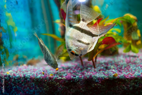 Opaline gourami and silver angelfish, feeding tropical fish in a home aquarium photo