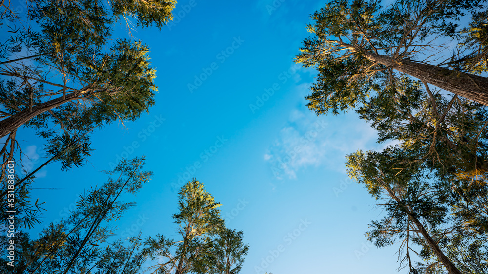 Trees view from the bottom. Trees in the forest, pines and others. Pines facing the bright, blue sky.