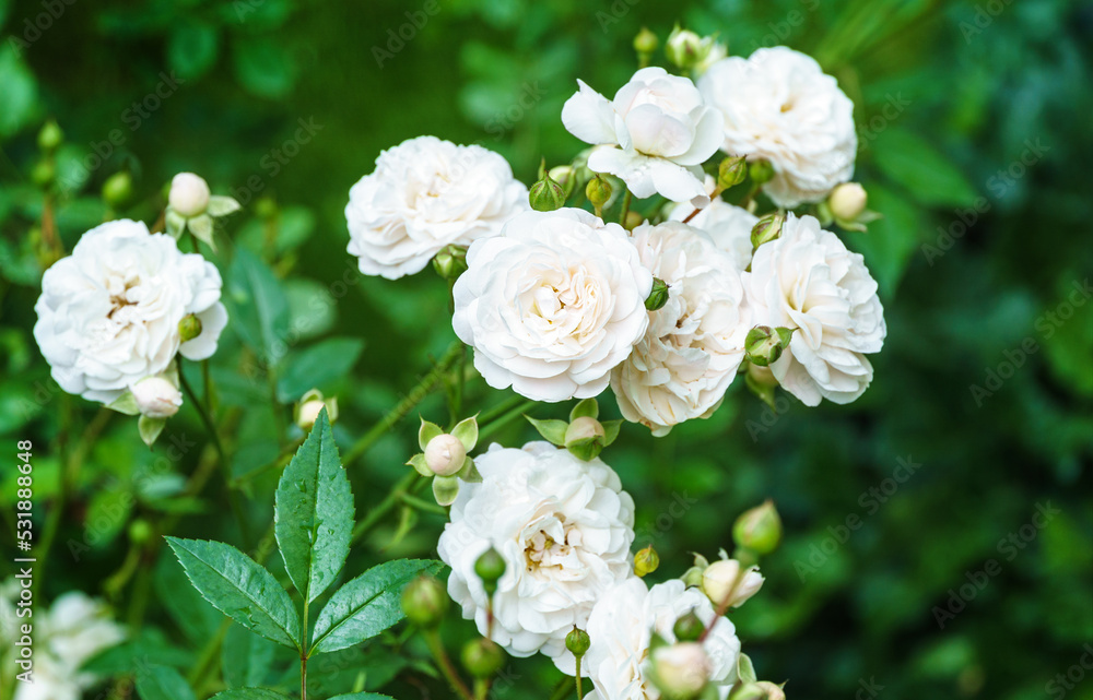 Beautiful blooming white rose flower Sea Foam. Delicate twig shrub rose 'Sea Foam' with white flowers on evergreen blurred background. Floral nature background with copy space. Romantic artistic image Beautiful blooming white rose flower Sea Foam. Delicate twig shrub rose 'Sea Foam' with white flowers on evergreen blurred background. Floral nature background with copy space. Romantic artistic image