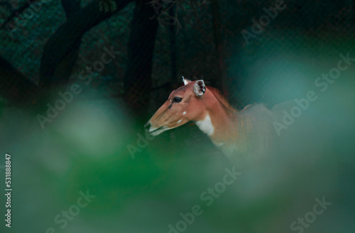 Fotografie Nilgai