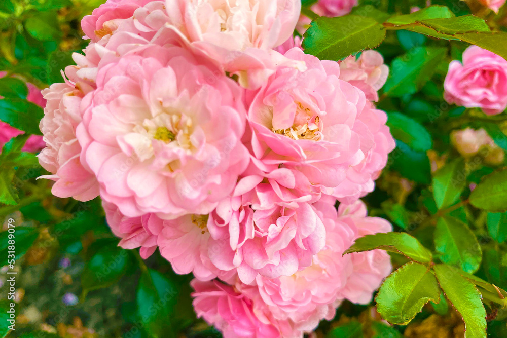 Beautiful spring flowers in the garden. Rose close up. Pink rose petals Beautiful spring flowers in the garden. Rose close up. Pink rose petals