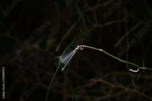 Foto di una libellula poggiata su un rametto di erba al sole, con lo sfondo sottoesposto  photo