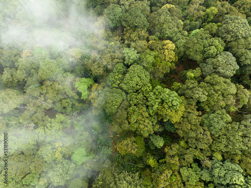 Fototapete Tropical forests can absorb large amounts of carbon dioxide from the atmosphere