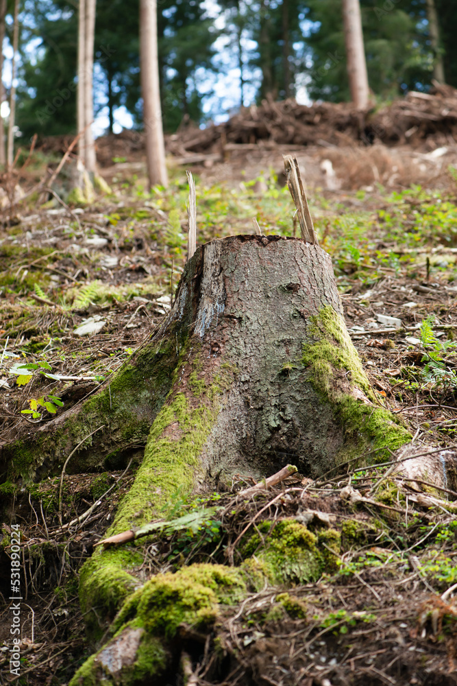 Forest in Germany, cut down tree, dried out ground after heat wave in summer, global warming and climate change, damage of the environment Forest in Germany, cut down tree, dried out ground after heat wave in summer, global warming and climate change, damage of the environment