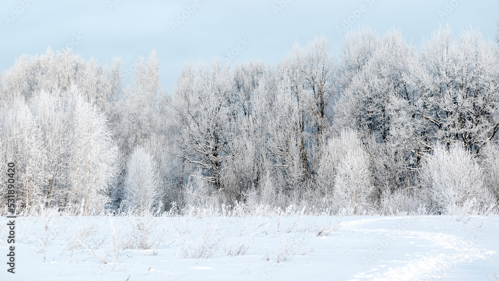 Trees covered by hoarfrost in forest winter landscape