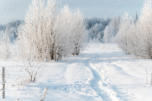 frosted trees with white branches and thin footpath in snowdrift winter landscape close up