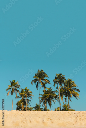 Oasis in the desert or palm trees on the beach with space at the top. Tall coconut palms against the blue sky among the sand.