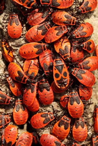 Pyrrhocoris apterus  group of red beetles  bedbugs