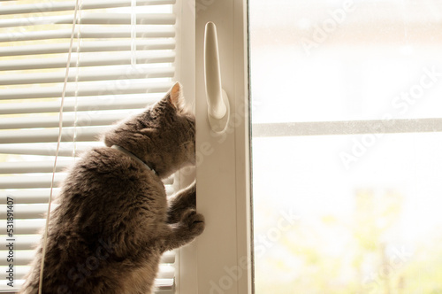 a gray cat is standing near the window and trying to get out into the street