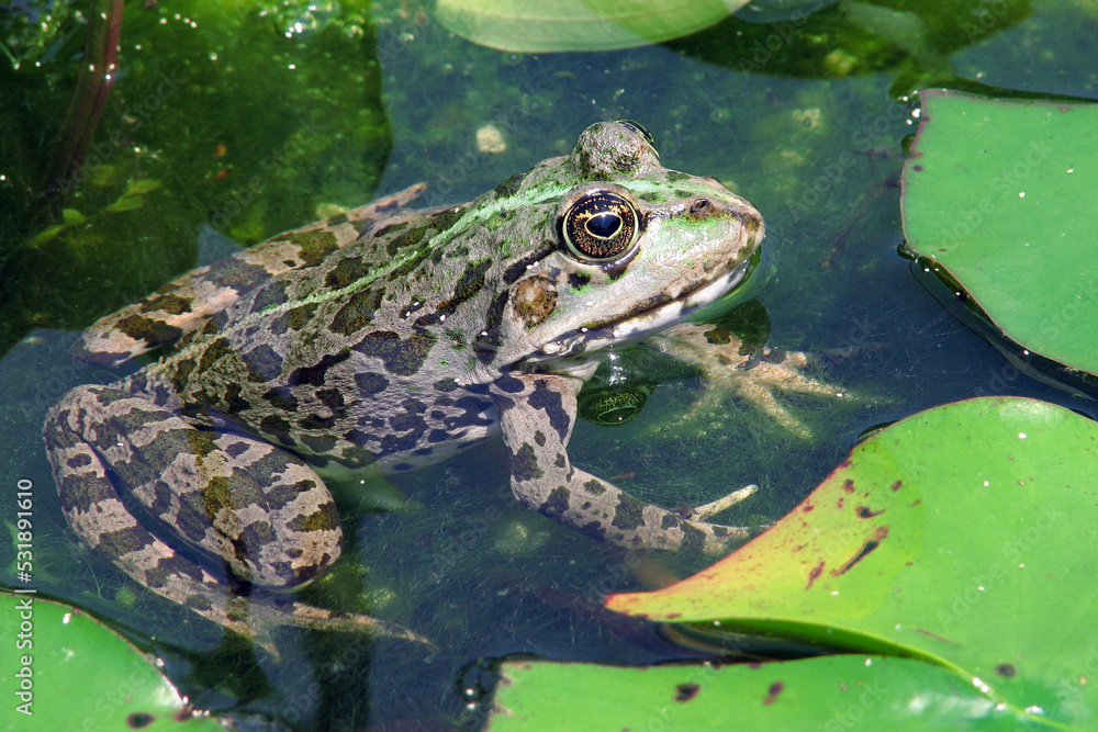 green frog has been lurking among green leaves and is waiting for its fly to catch it green frog has been lurking among green leaves and is waiting for its fly to catch it