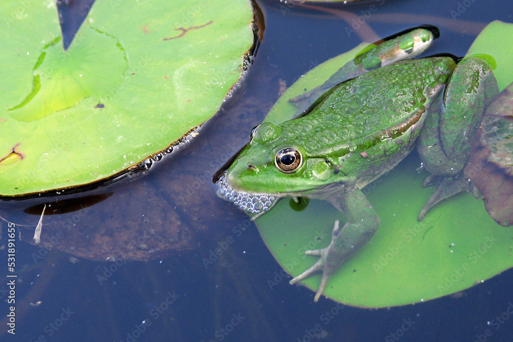green frog has been lurking among green leaves and is waiting for its fly to catch it green frog has been lurking among green leaves and is waiting for its fly to catch it