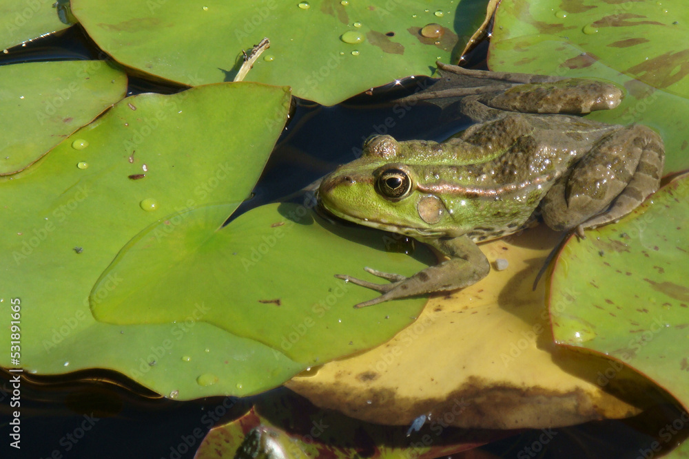 green frog has been lurking among green leaves and is waiting for its fly to catch it green frog has been lurking among green leaves and is waiting for its fly to catch it