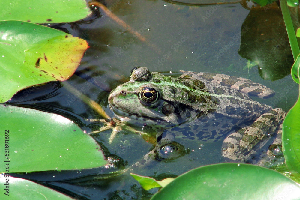 green frog has been lurking among green leaves and is waiting for its fly to catch it green frog has been lurking among green leaves and is waiting for its fly to catch it