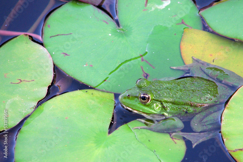 green frog has been lurking among green leaves and is waiting for its fly to catch it