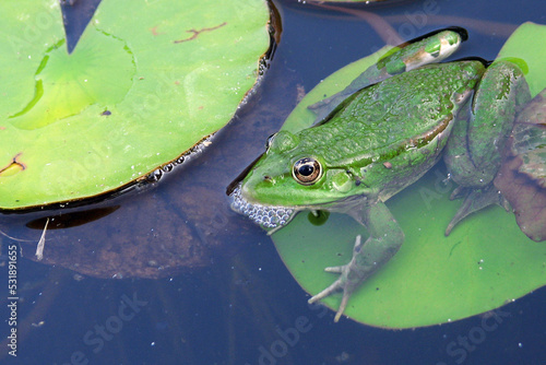 green frog has been lurking among green leaves and is waiting for its fly to catch it